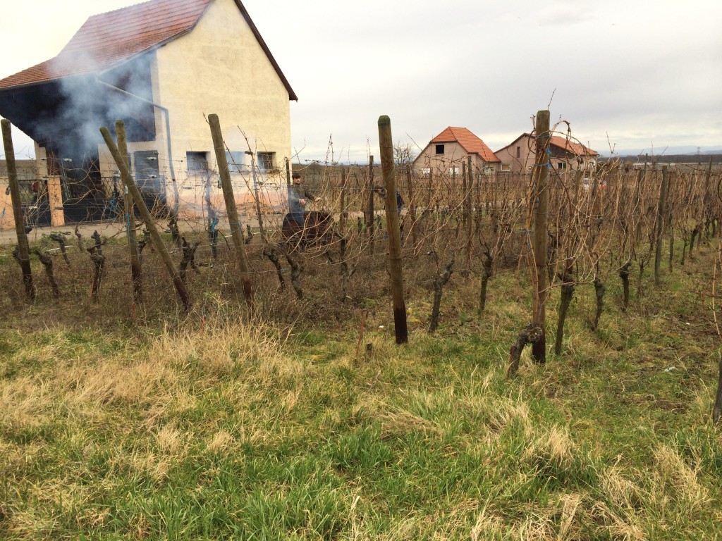 Terrain O'Connel Lodge avant arrachage de Vignes - Février 2014