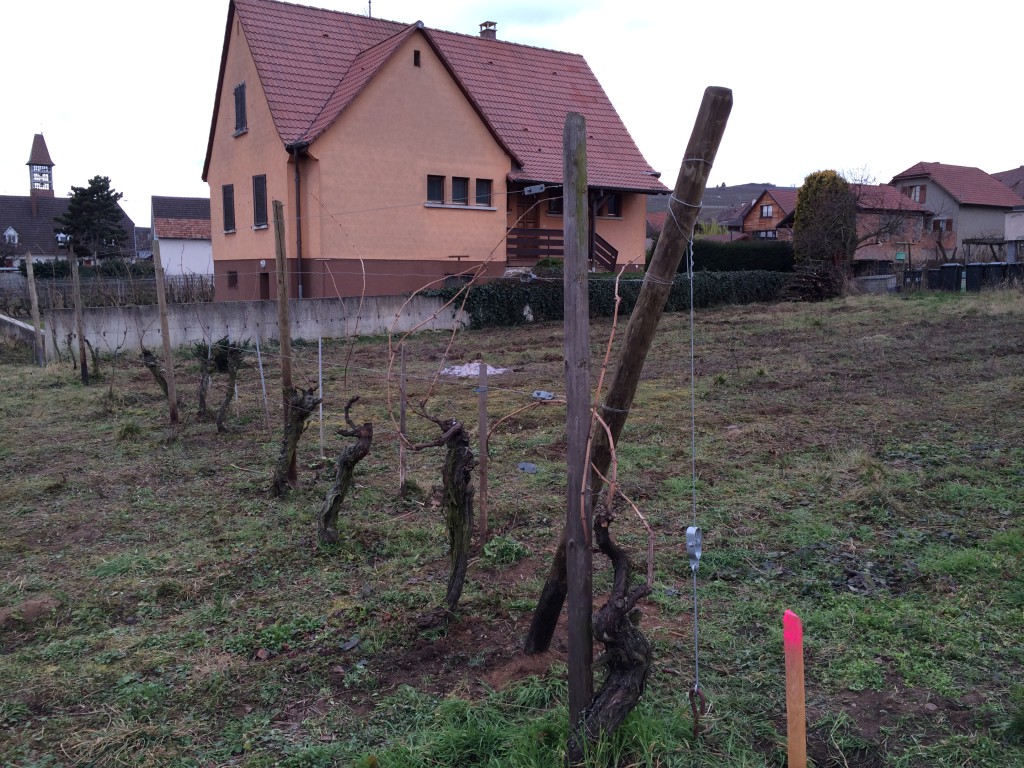 Rangée pied de Riesling