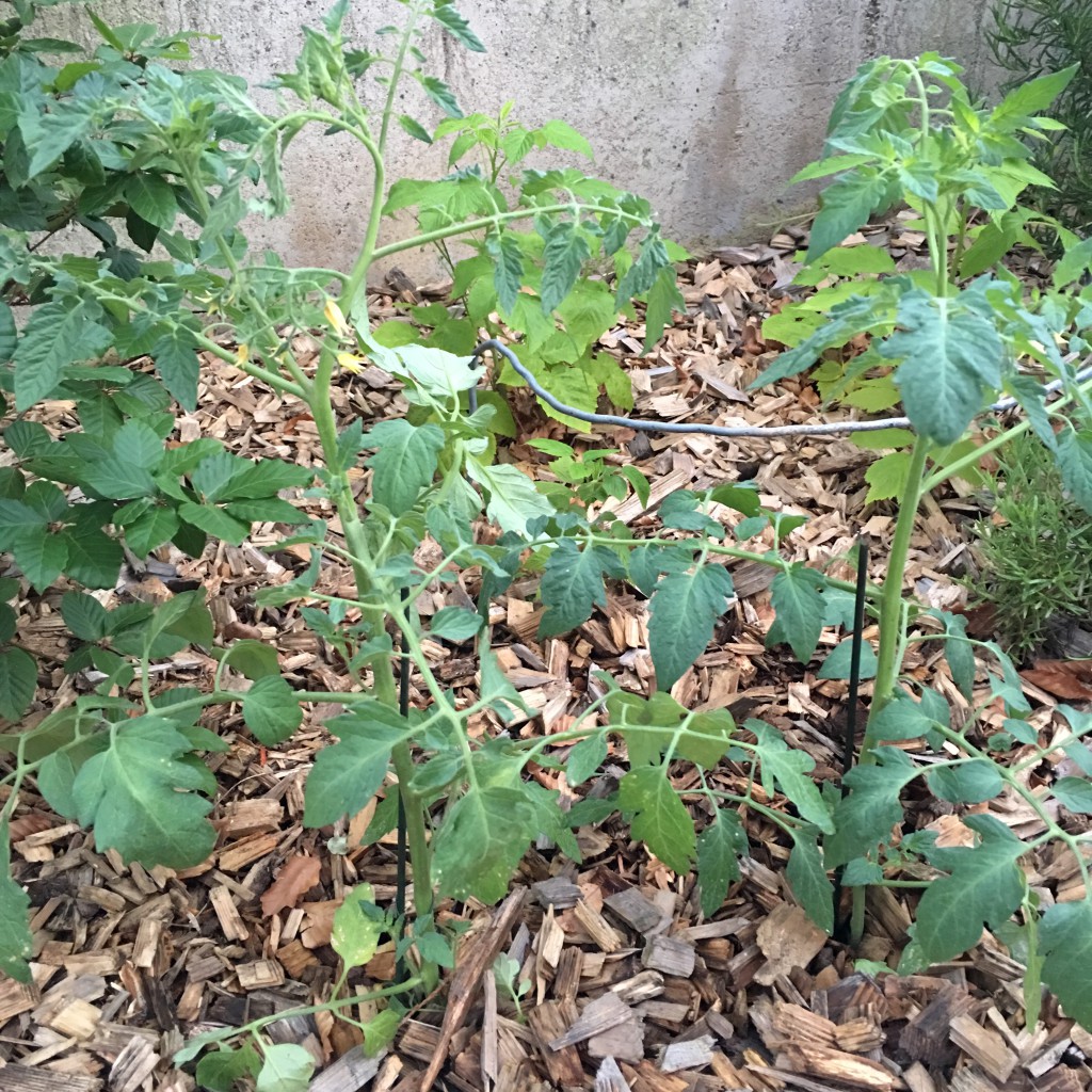 O'Connel Lodge Tomates cerise