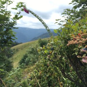 Alsace Vosges Mittlach